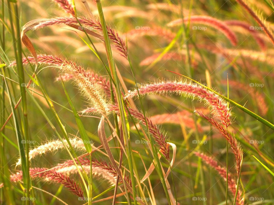 wonderful ... image🖼️
   Beautiful Flower🌼 Leaf🍁
