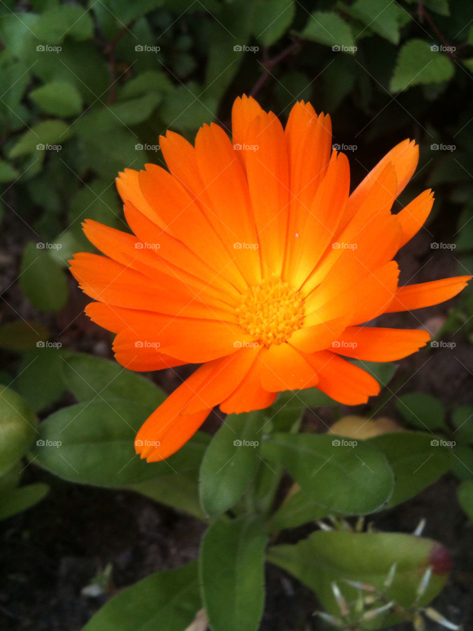 garden flower orange sun by gregmanchester