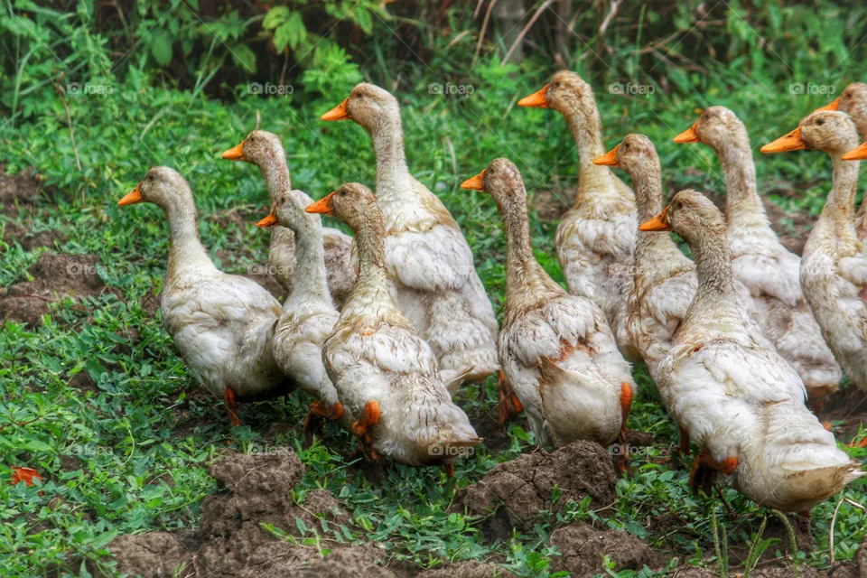 A group of ducks walking in the back yard 
