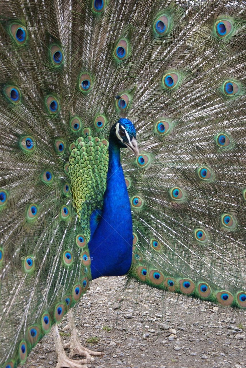 Close-up of a beautiful peacock