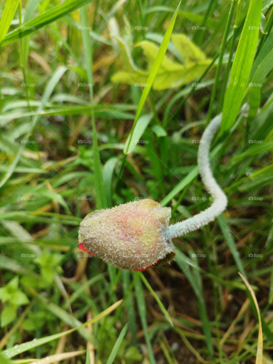 Big flower seed snake-shaped