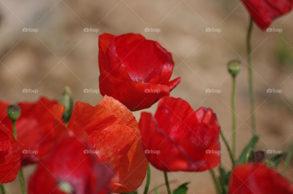 Red poppies in a field