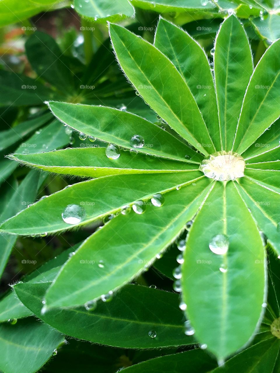 Drops of water on leaves of grass and plants after rain