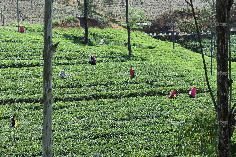 Tea plucking ladies are working hard.. # high respect