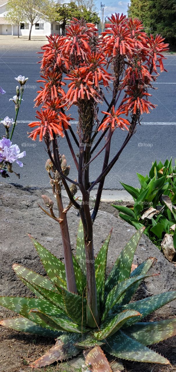 Aloe plant