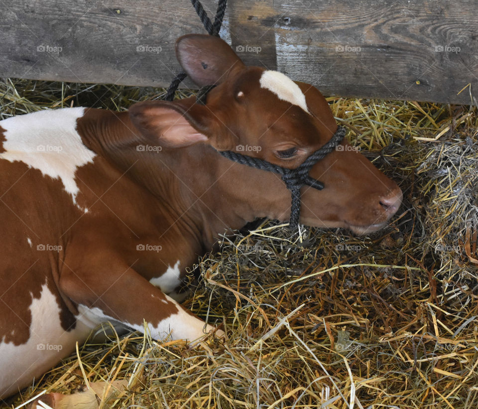 Guernsey calf