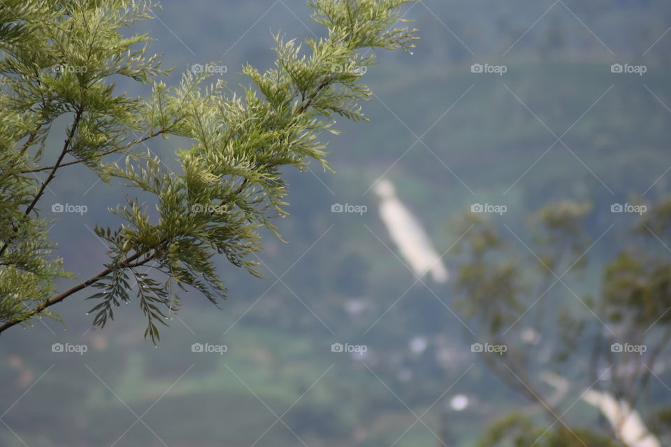 Telescopic view #Close up branch