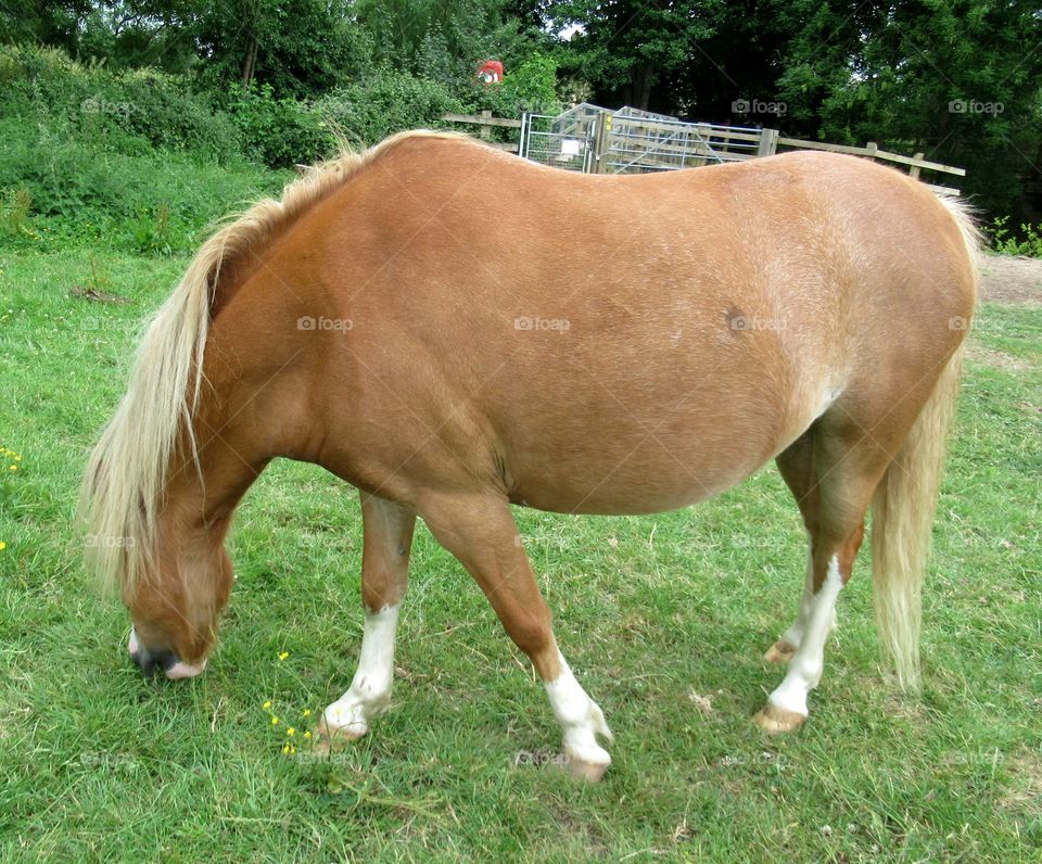 Horse eating green pasture