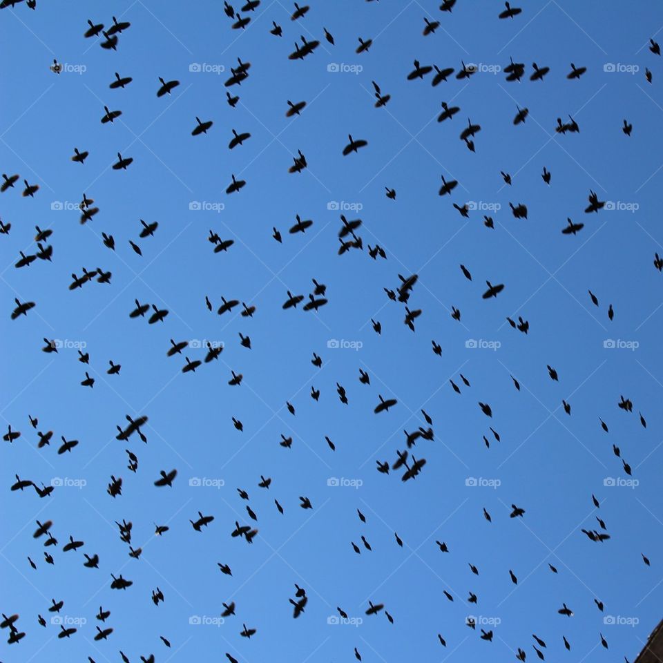 Geese flying south