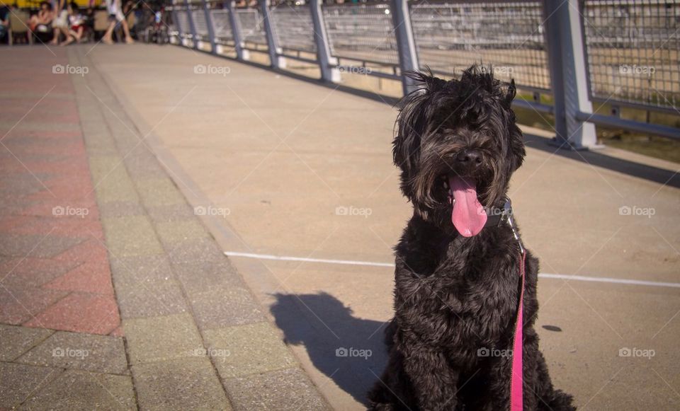 When you are happy and you know it stick you tongue out