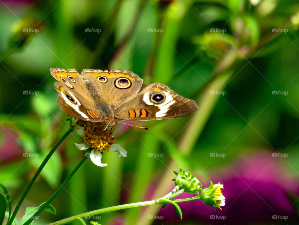 common buckeye