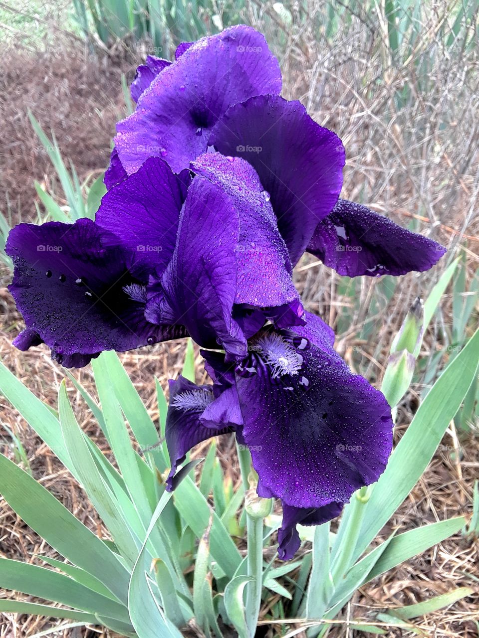 Grammas Iris