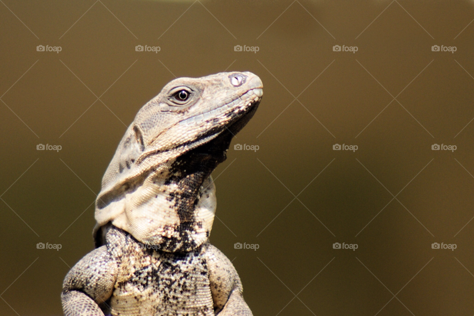 nature animal cool eyes by javiercorrea15