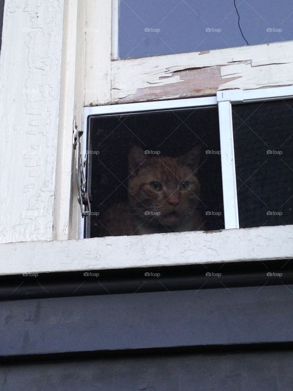 Kitty meowing in window 