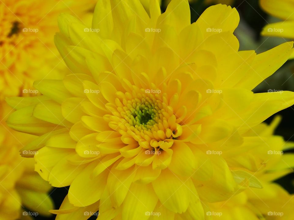 Close up of yellow chrysanthemum flower