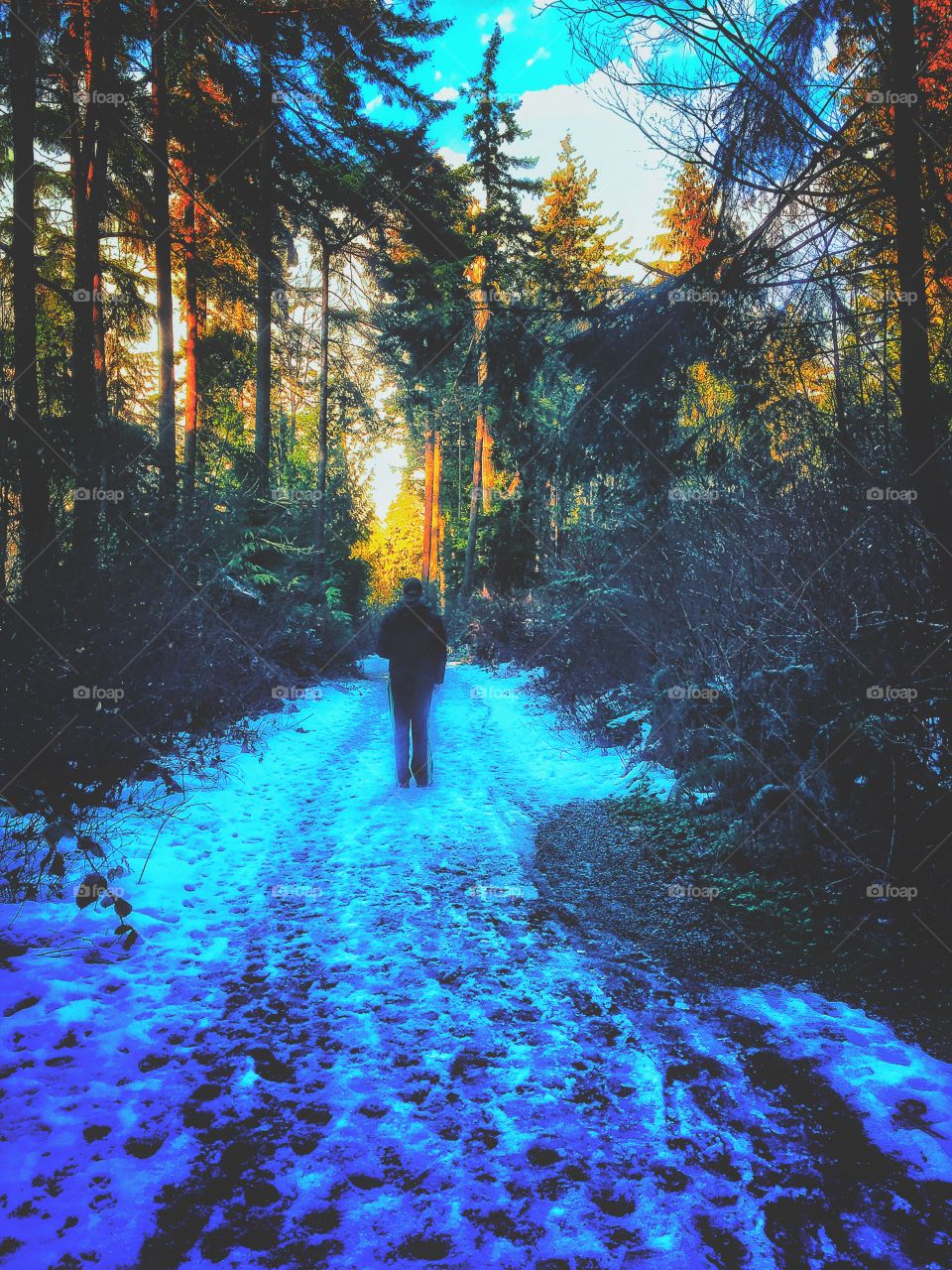 Winter Forest Walks 🌳👌🏼