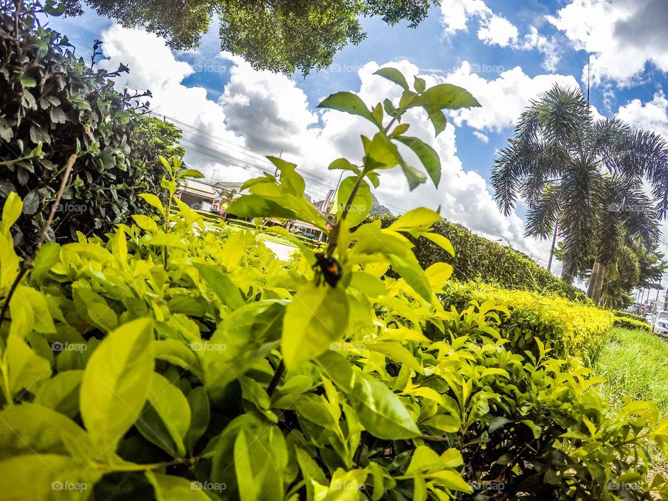 Nature, Tree, Leaf, Flora, Garden