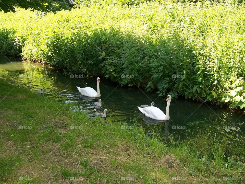 Arundel swans