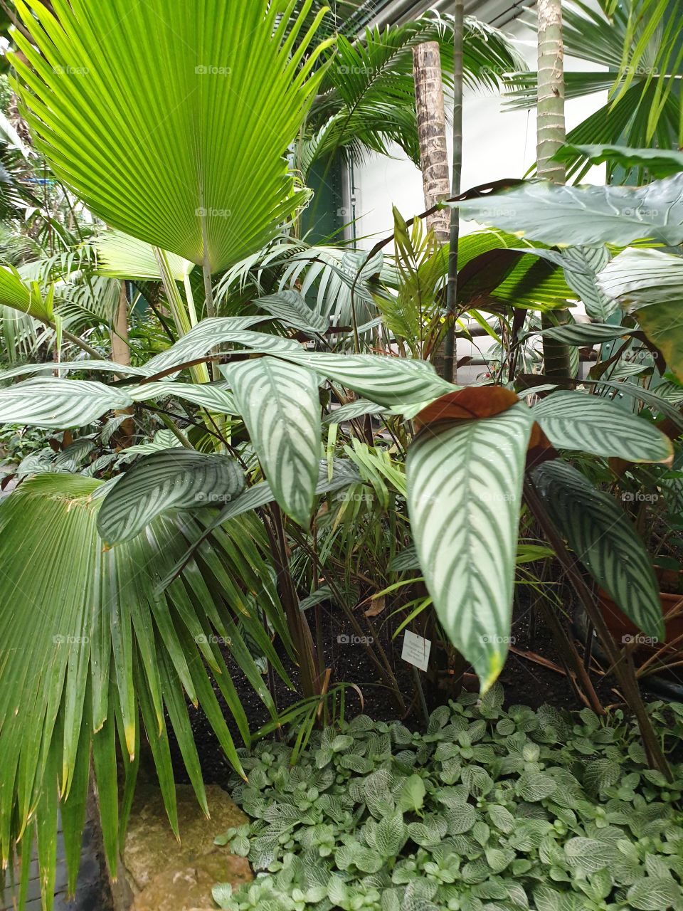 Palmengarten Frankfurt