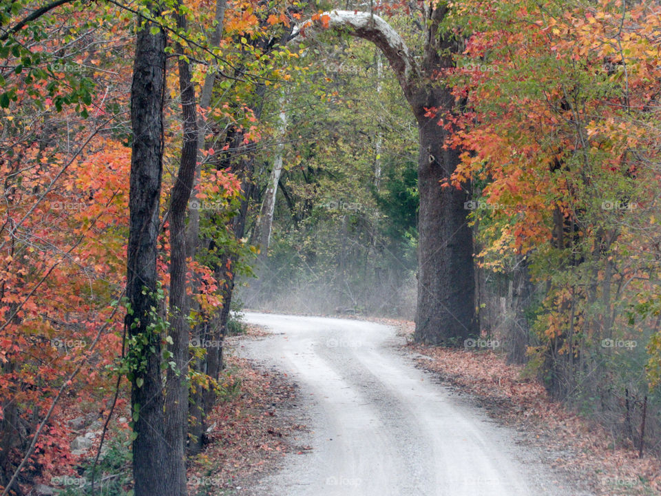 woodland dirt road on autumn