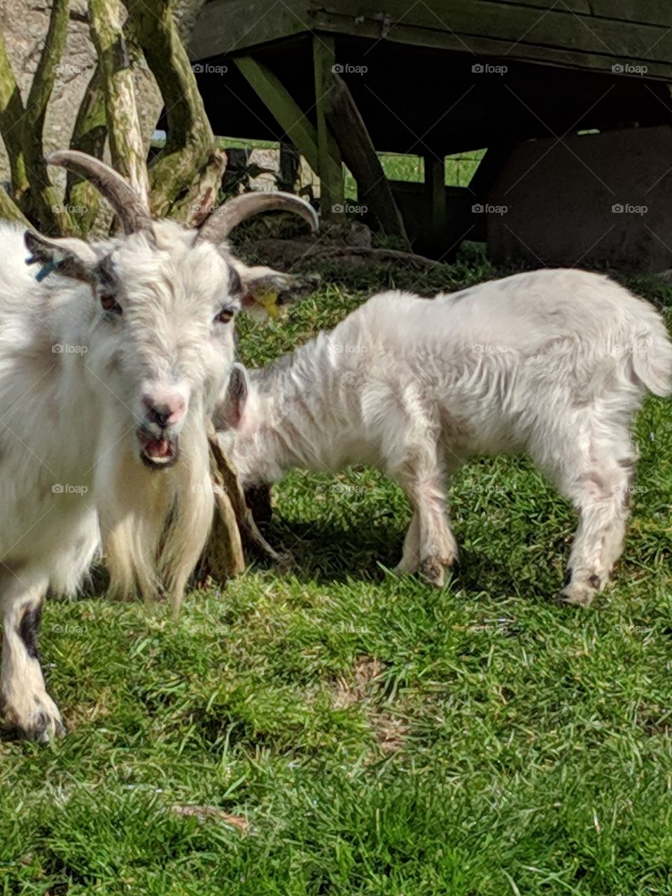 Horned goat and kidd