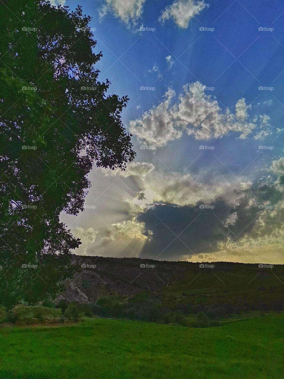 ❤️🌿🌼🌺🌸