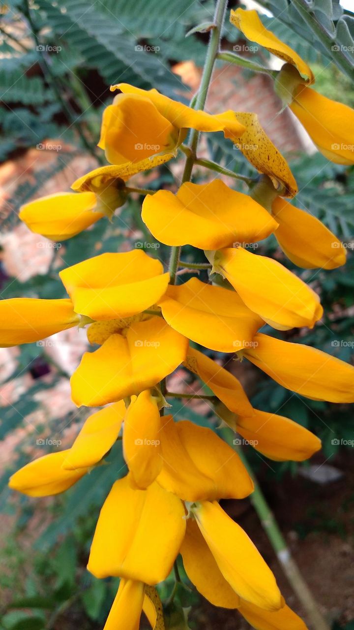 Sesbania javanica is an annual plant with stems that become more or less woody near the base and yellow flowers