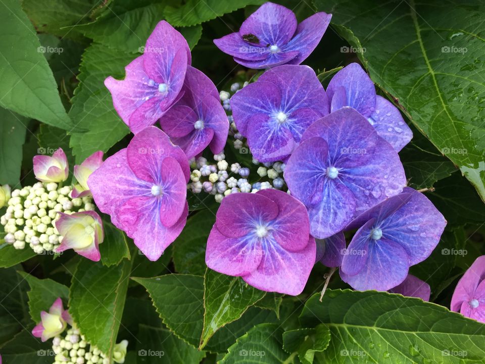 After rain hydrangea