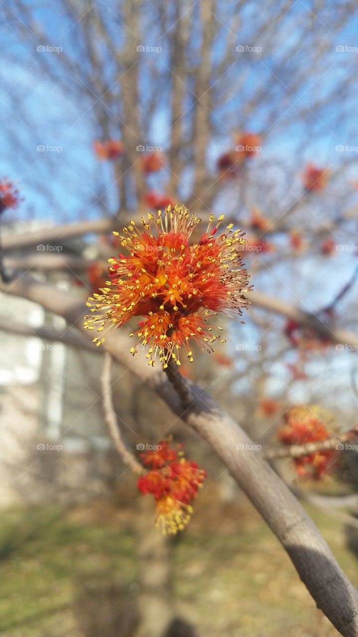 Maple Tree Blooming