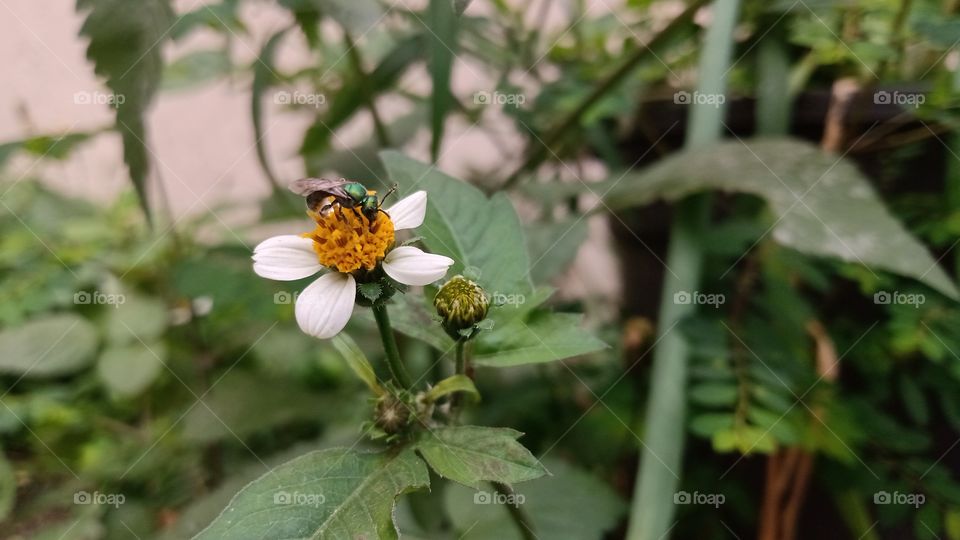 bee pollinating a weed