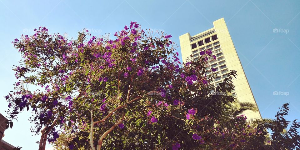 flowering tree