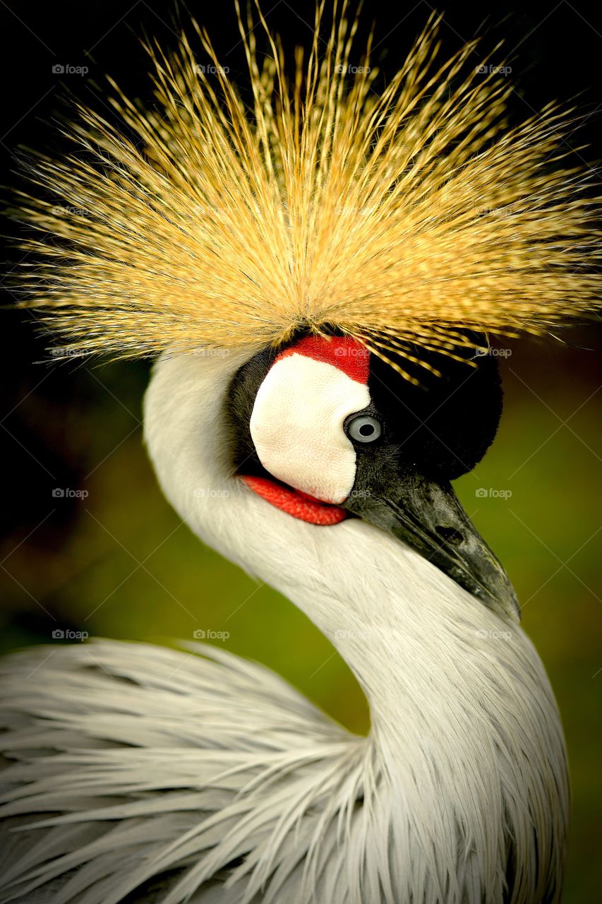 Royal bird in africa 