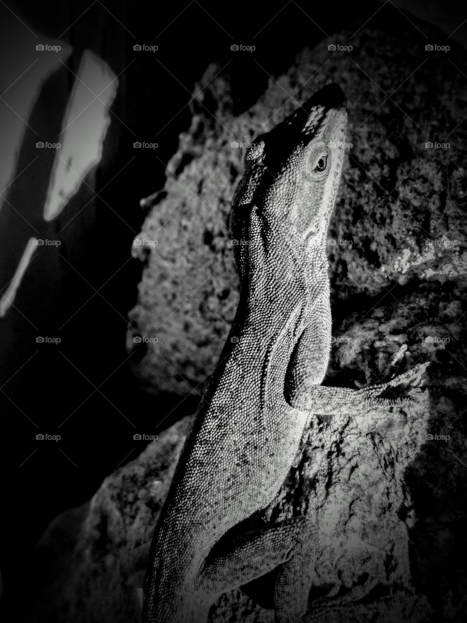 black and white lizard