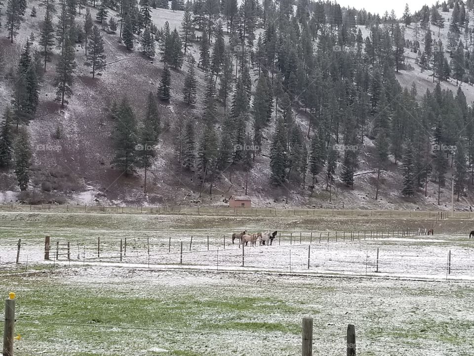 late spring snow covers the new growth of grass. horses or in their field shooting feeding time