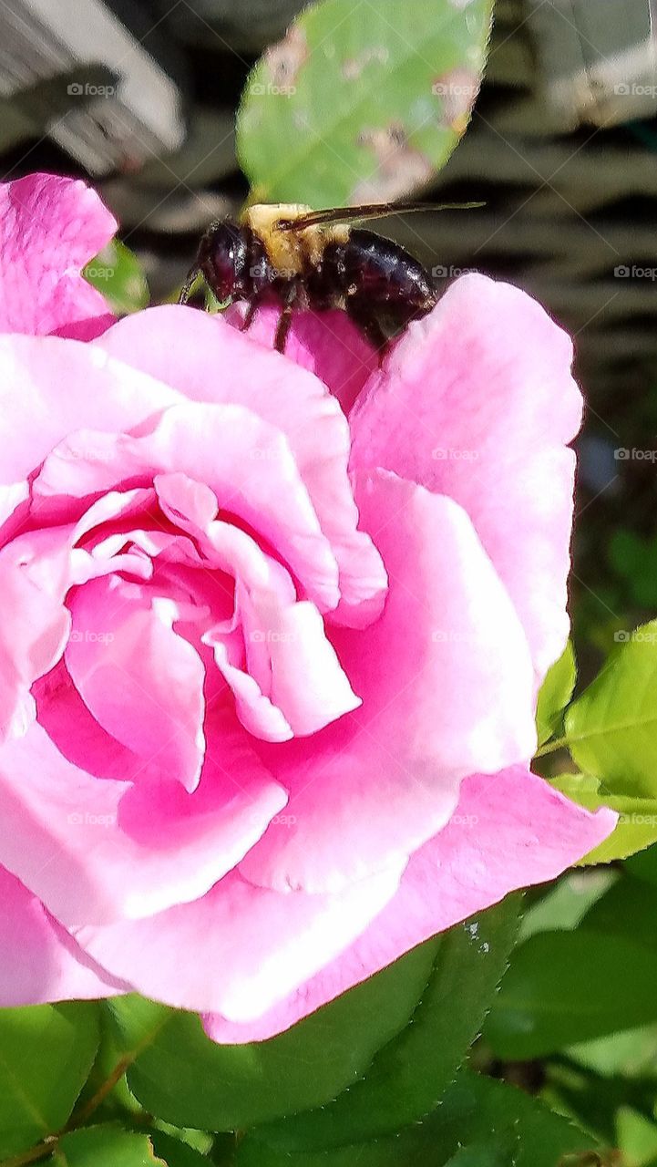 Bee on full blooming pink rose.