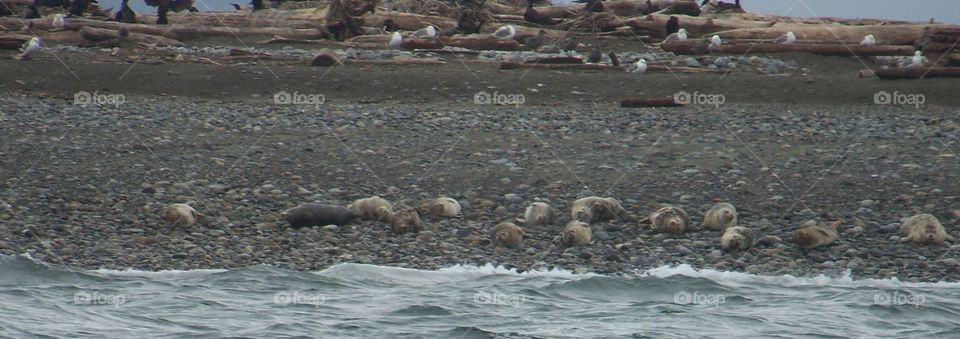 seals & seagulls. seals & seagulls