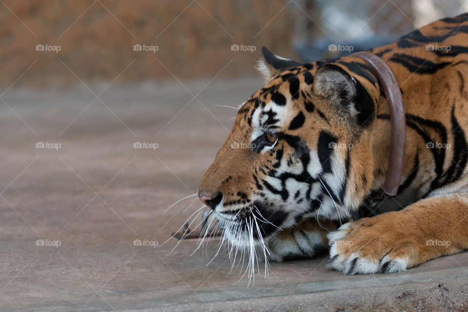 Cat, Wildlife, Mammal, Animal, Zoo