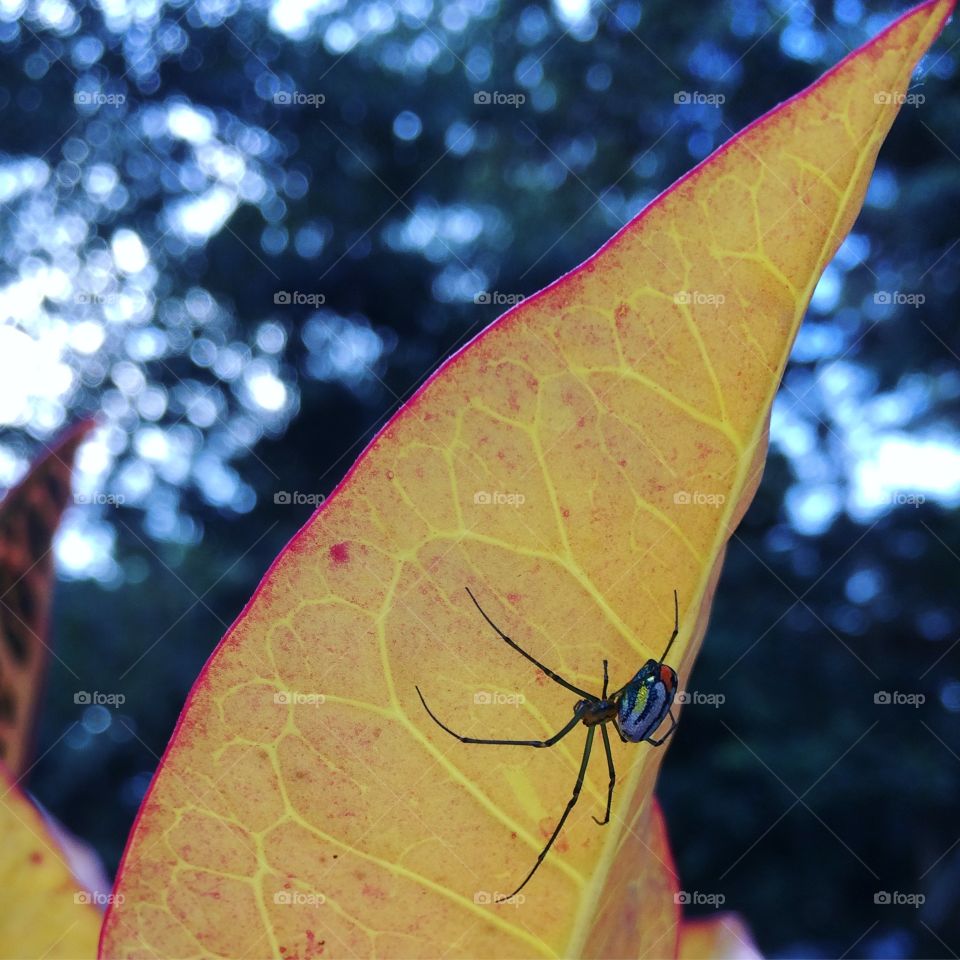 Garden spider 