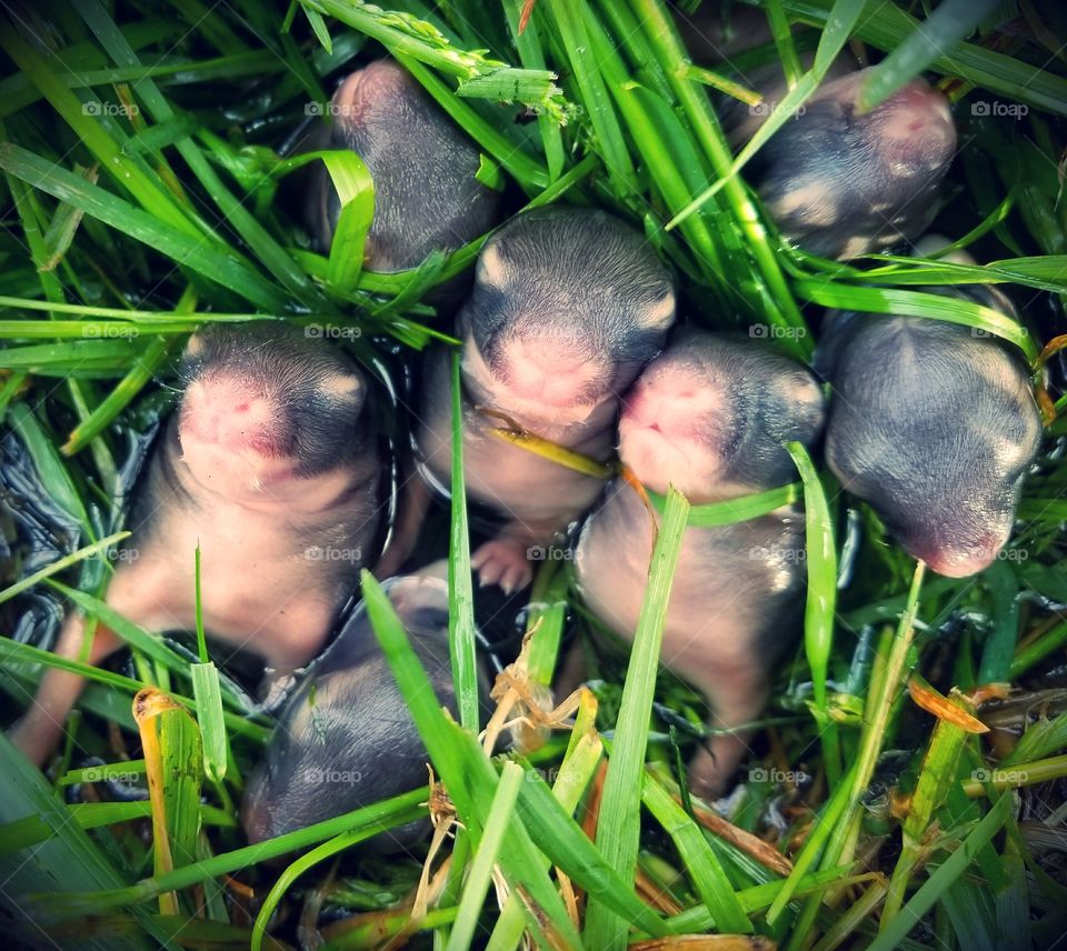 Bunnies in my backyard. Adorable bunnies snuggling and preparing for the world right in my backyard. Spa day for 7 bunnies.