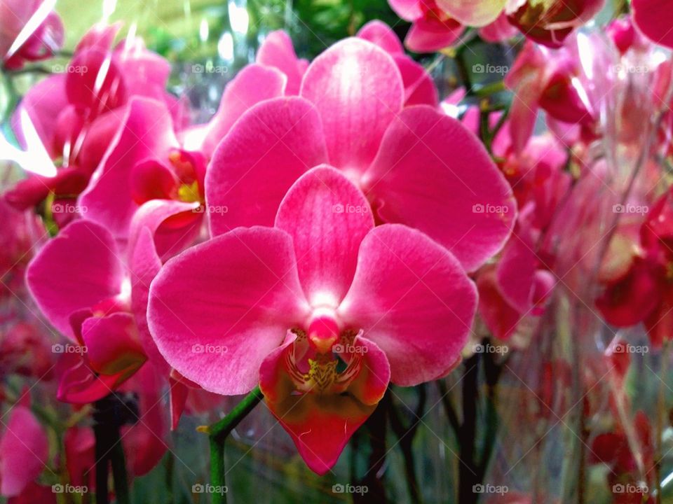 Orchid blush