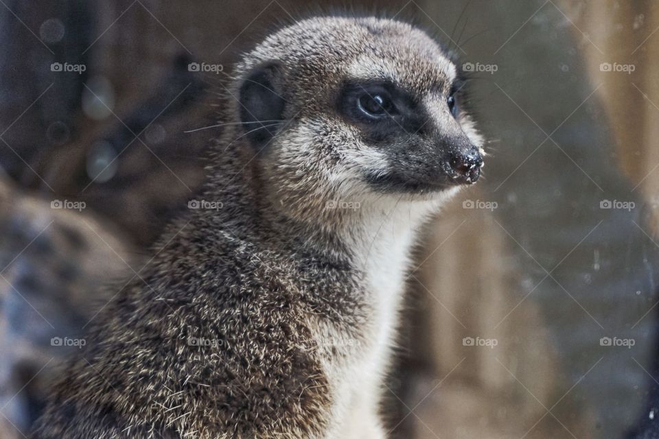 Love the meerkats 💗