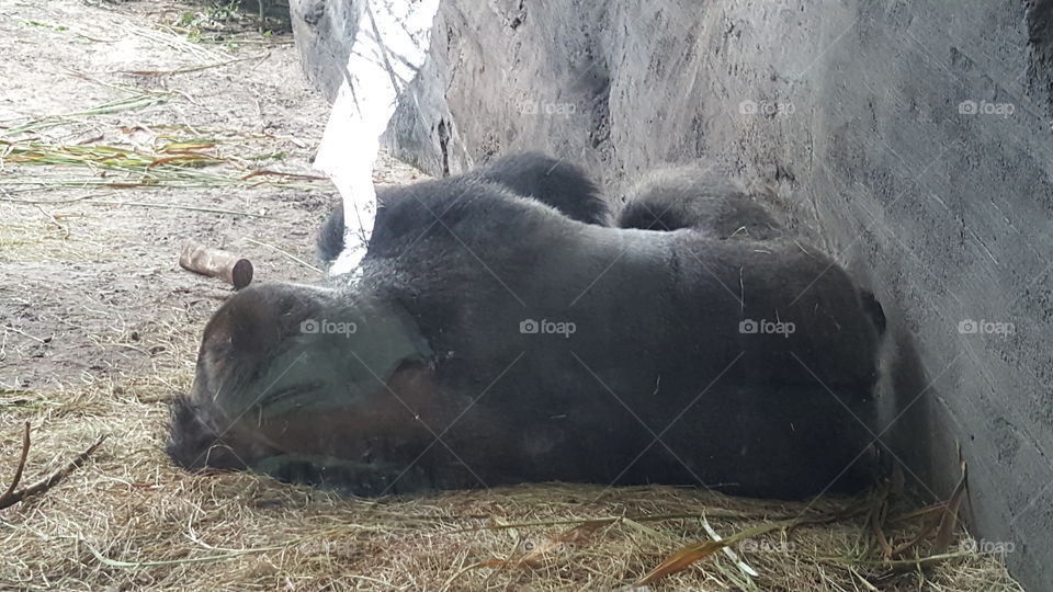 A napping gorilla shows his backside to onlookers at Animal Kingdom at the Walt Disney World Resort in Orlando, Florida.