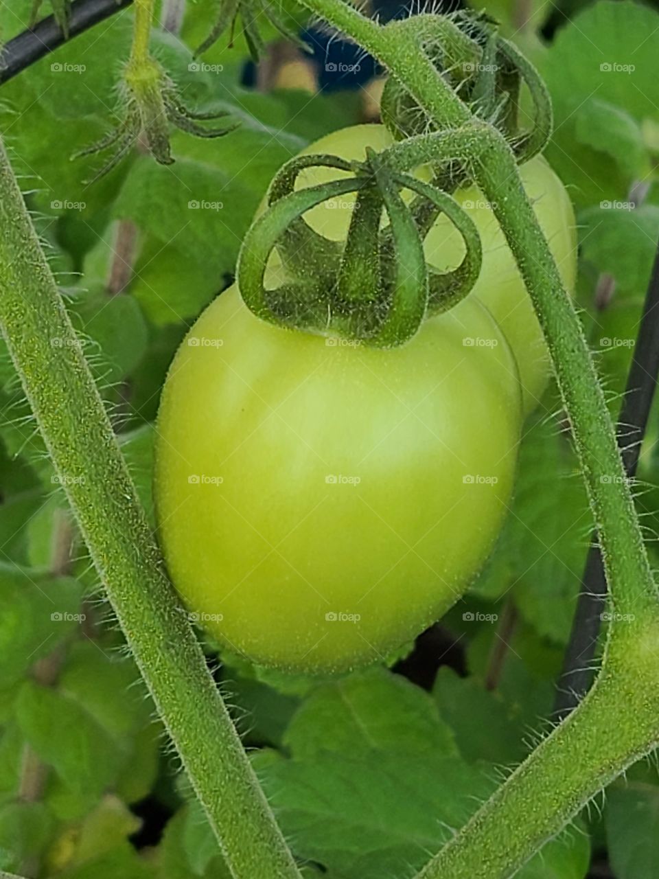 Tomato