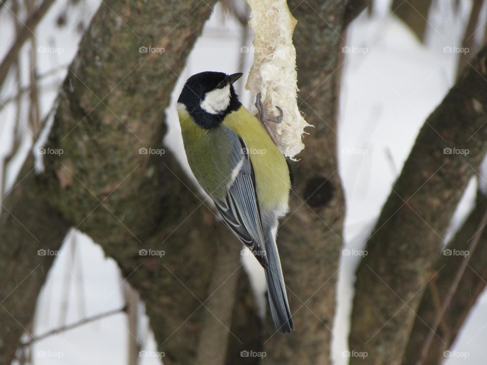 Titmouse in city park