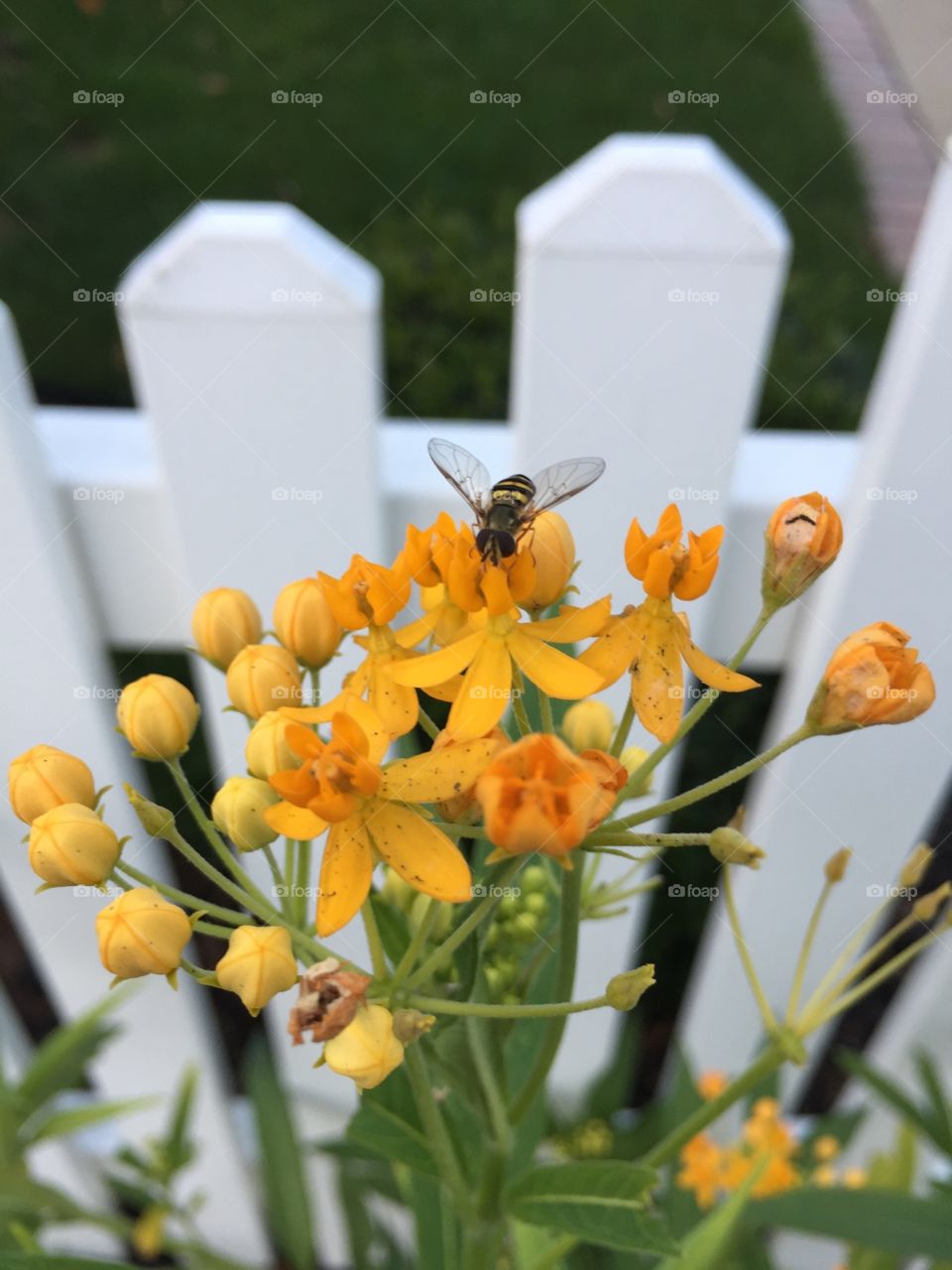 Its still summertime according to the bees! Set against a gorgeously rustic white picket fence, the yellow flowers cling to the last of our warm weather.