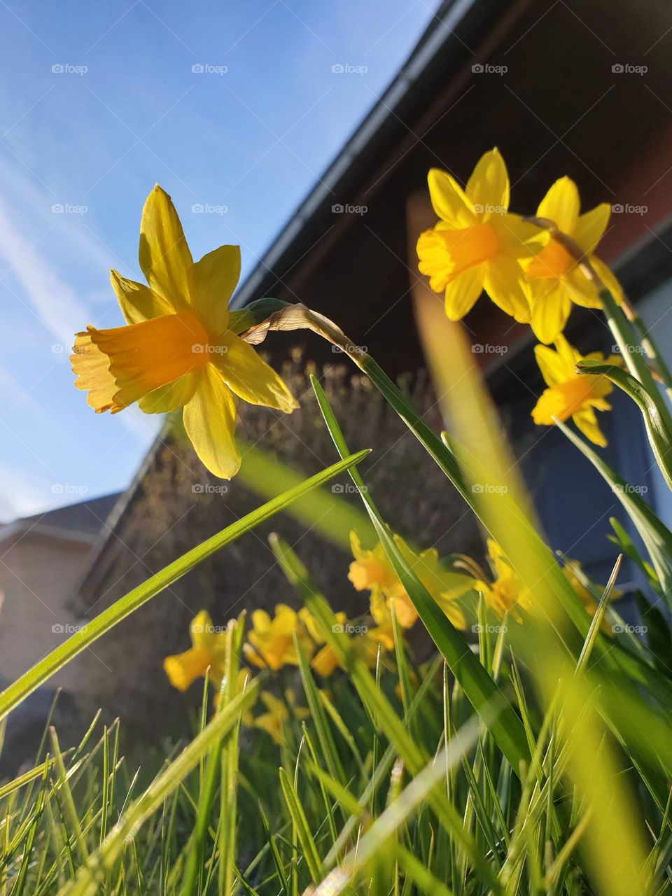 a low portrait of some daffodil flowers on a sunny day in a grass lawn in a garden.