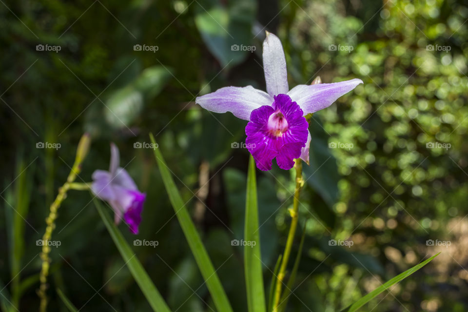 Purple flowers