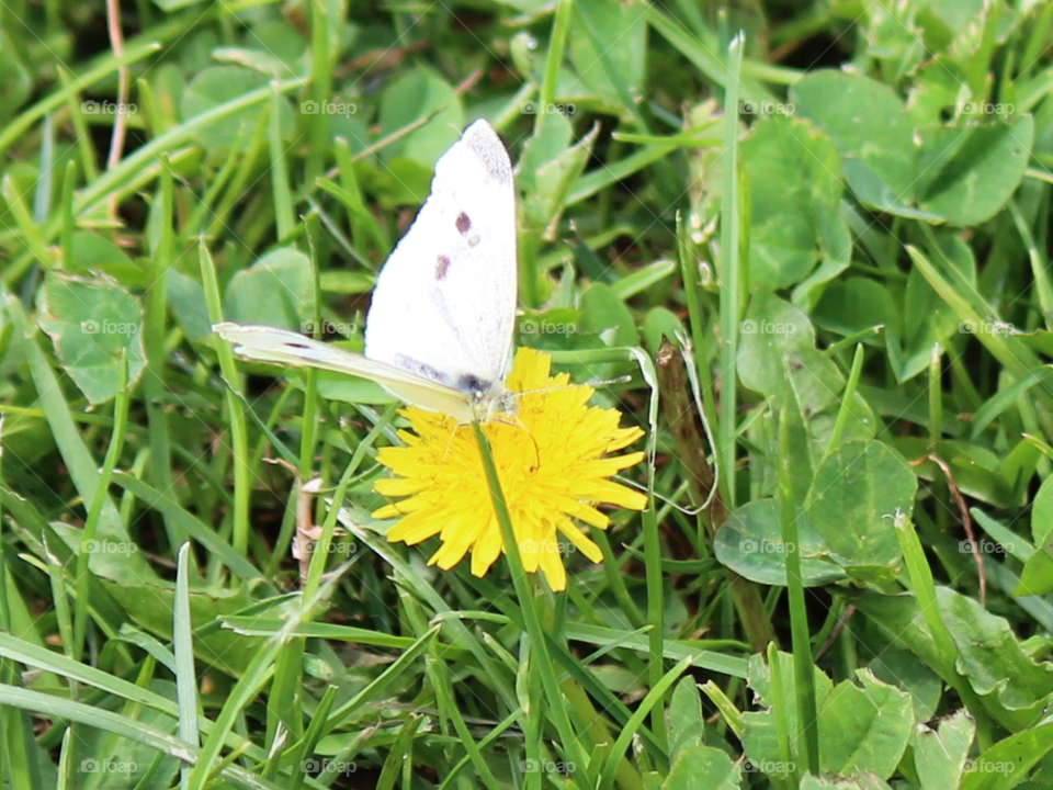 Butterfly on dandelion . Taken at Keen Lake, PA