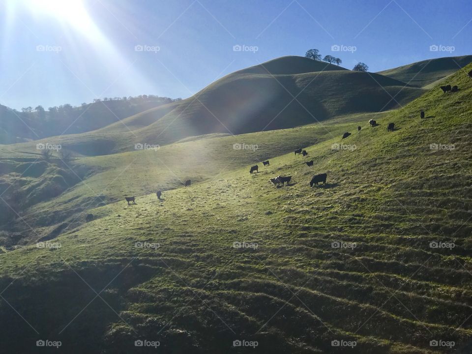 Cows grazing in a beautiful green field 