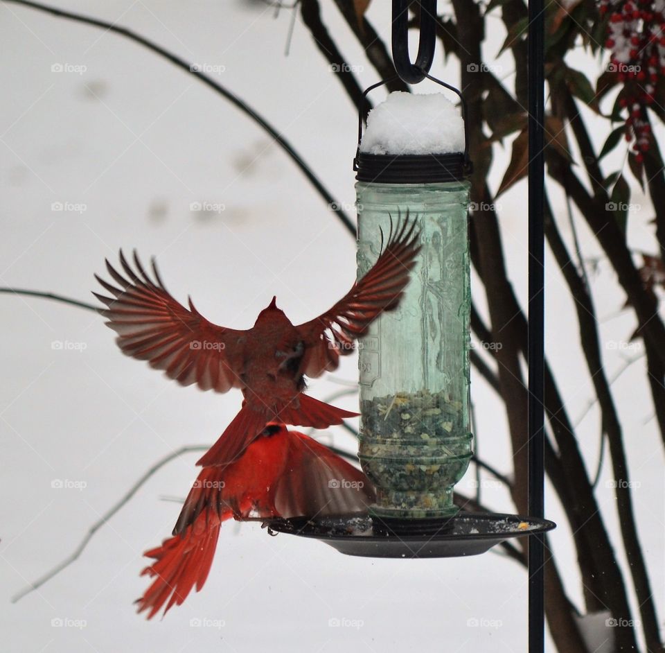 cardinals in flight